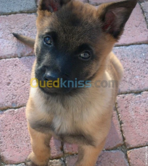 Malinois chiot 1 mois
