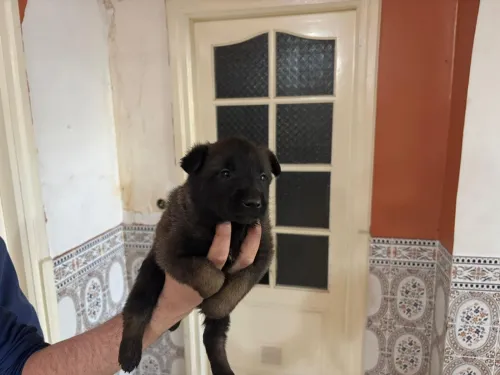 Chiot malinois