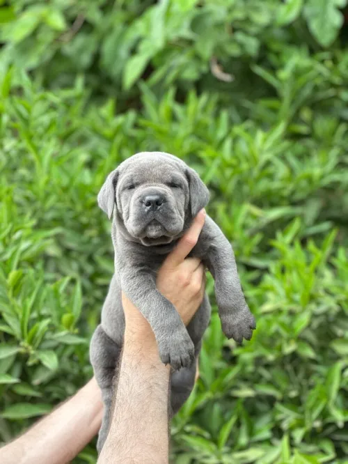 Cane corso 