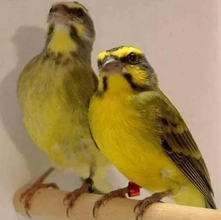 زوج سورا موزمبيق جاهز للتزاوج