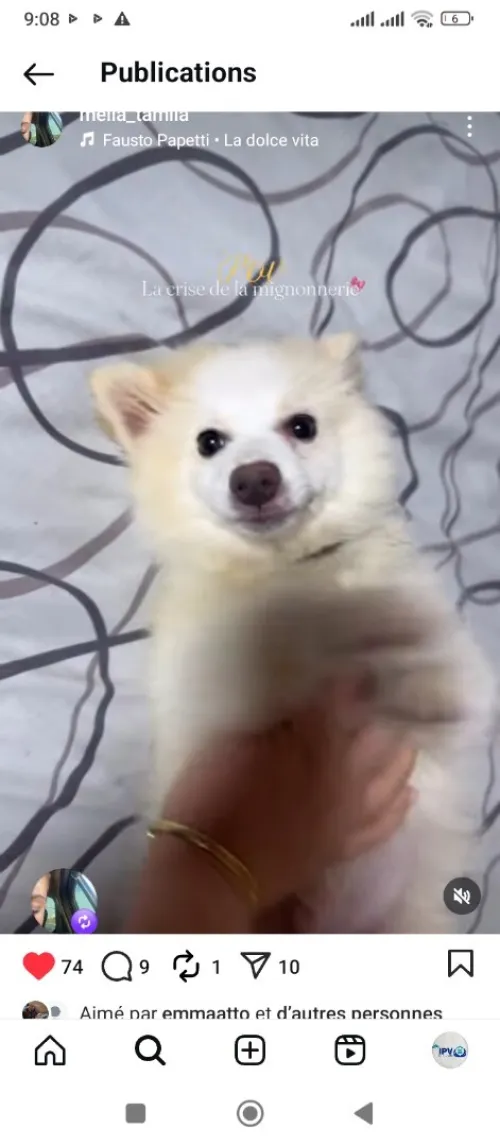 Chien spitz 