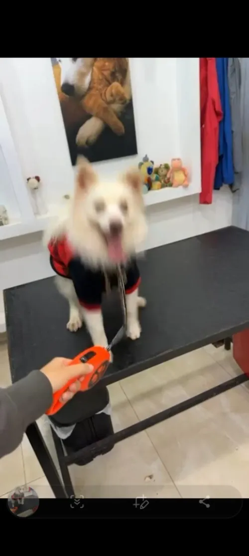 Chien SPITZ