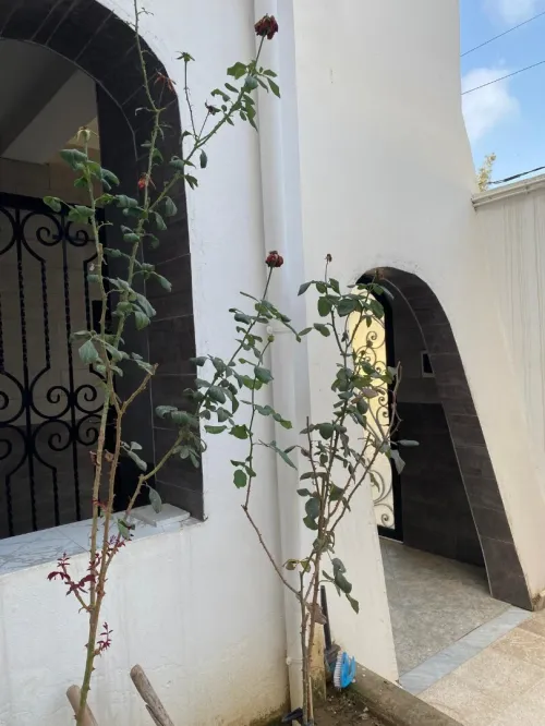 Vente Villa Blida Beni mered