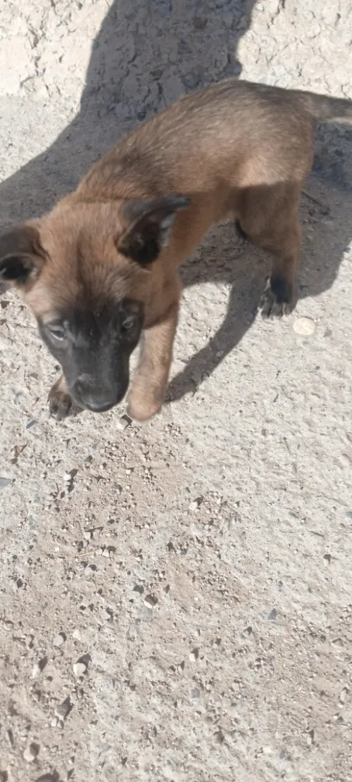 Chiot Malinois mâle