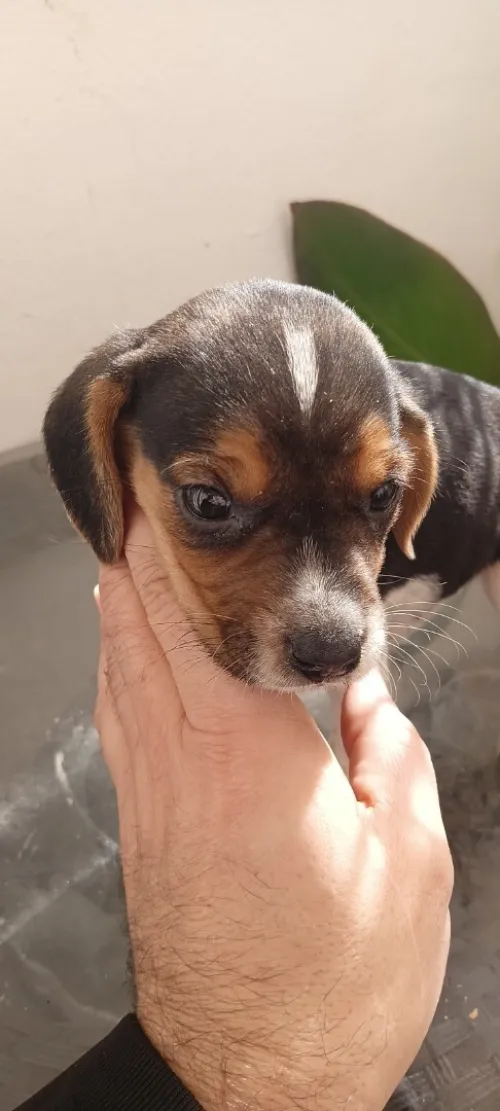 Chiot Beagle