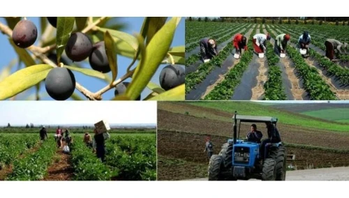 BUREAU D'ETUDES AGRICOLES,  ELEVAGE ET ASSISTANCE    خدمة الدراسات الفلاحية