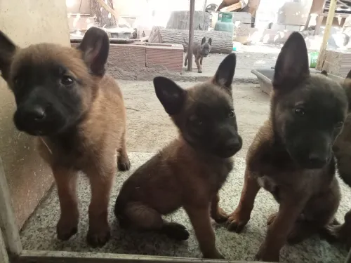 Malinois charbonné 