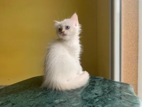 Chaton Persan Blanche très poilu.