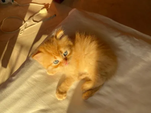Chaton Persan Roux très poilu