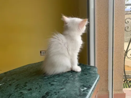 Chaton Persan Blanche très poilu.