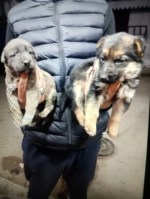 Pitbull et Berger Allemand 