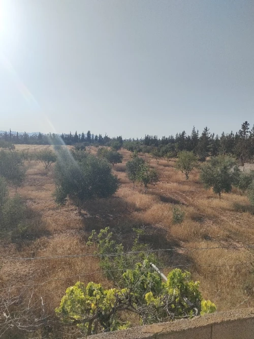 Vente Terrain Agricole Tlemcen Remchi