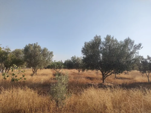 Vente Terrain Agricole Tlemcen Remchi