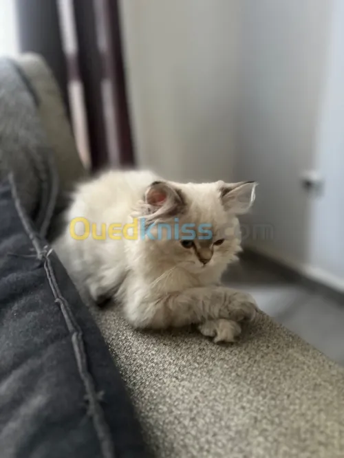 Chats persans 