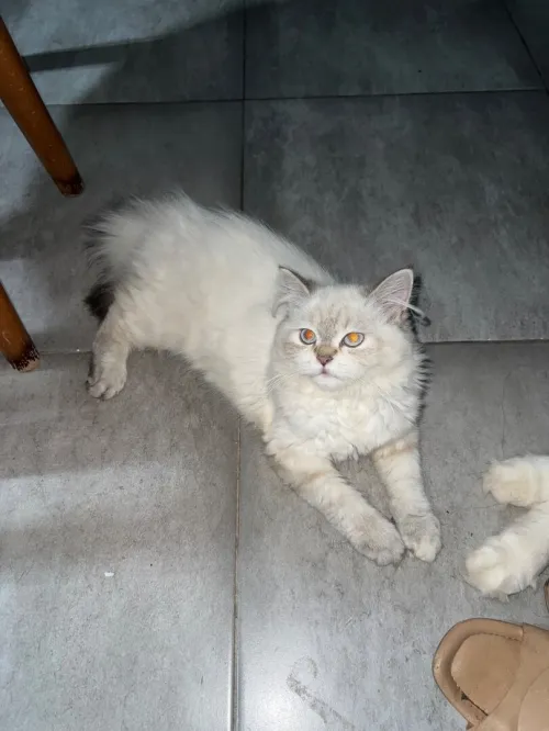 Chats persans 