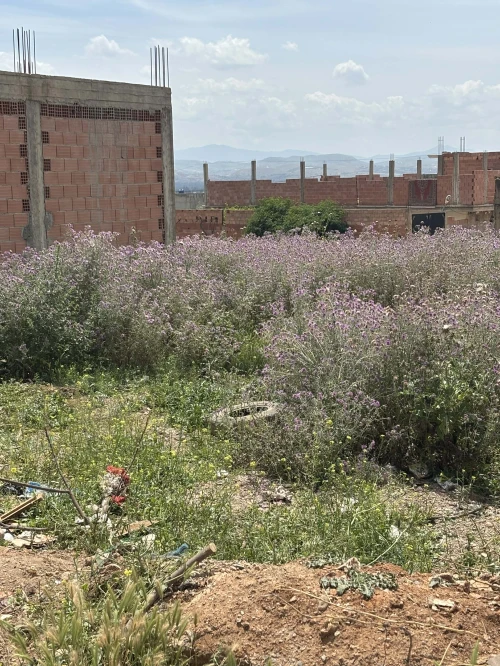 Vente Terrain Chlef Chettia
