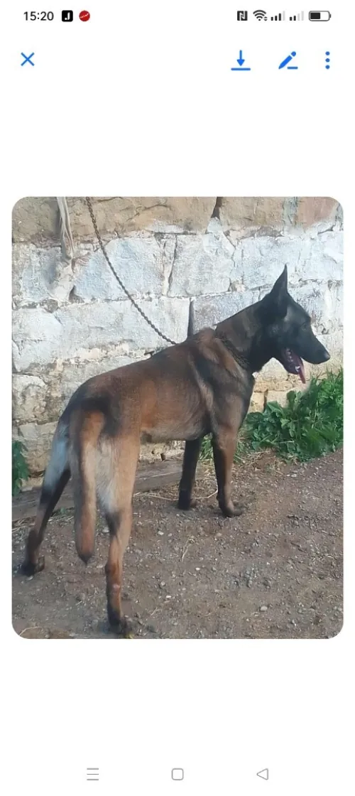 Chien de garde 