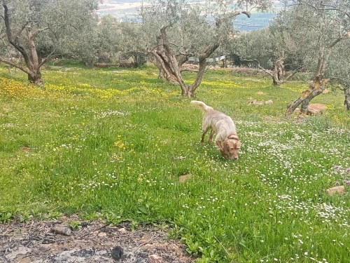 Chien de chasse setter anglais age17moisi