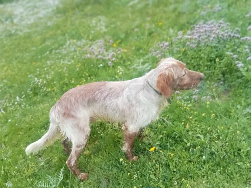 Chien de chasse setter anglais age17moisi