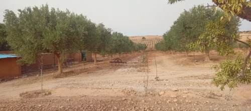 Vente Terrain Agricole Tlemcen Sabra