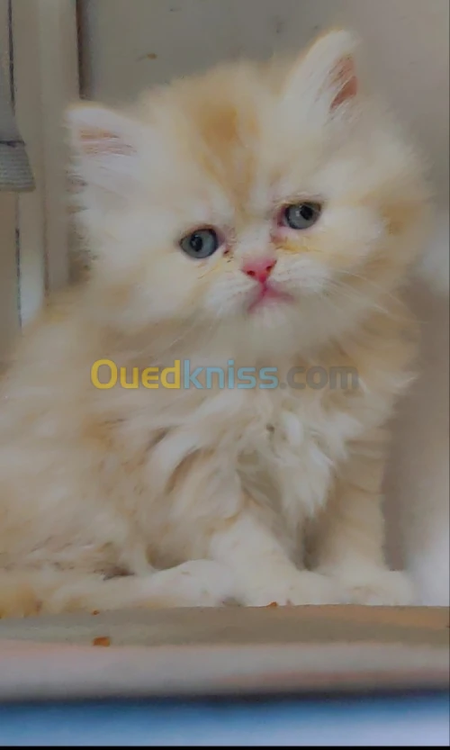 Chat persan 