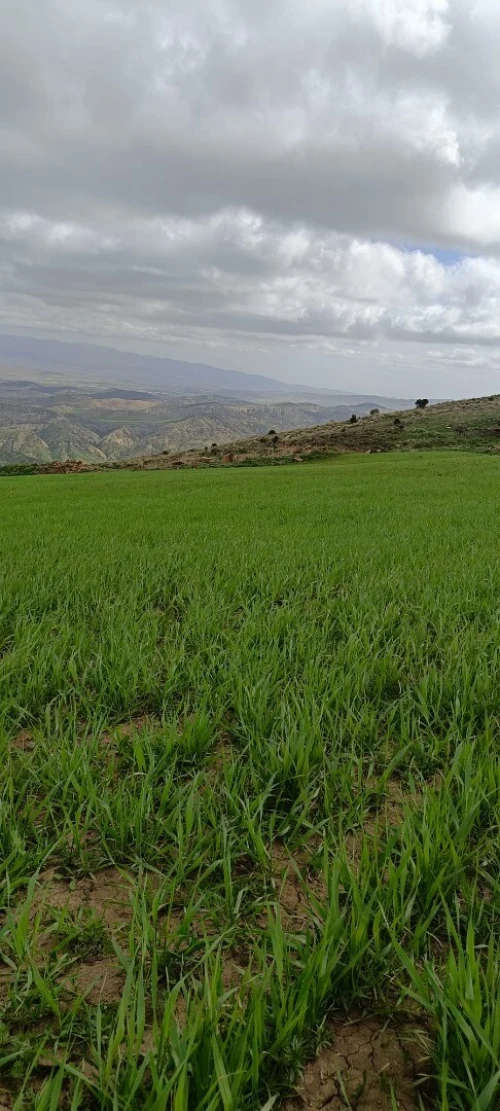 Vente Terrain Agricole Bordj Bou Arreridj Medjana