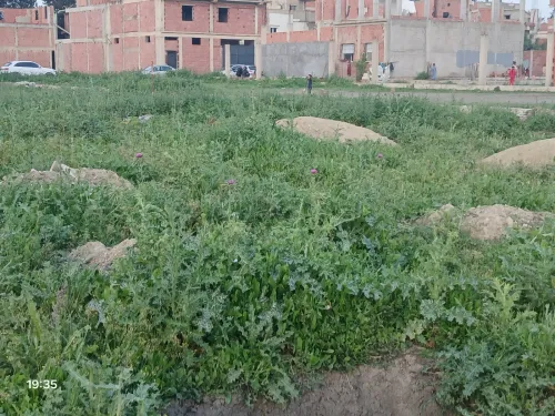 Vente Terrain Blida Ouled el alleug