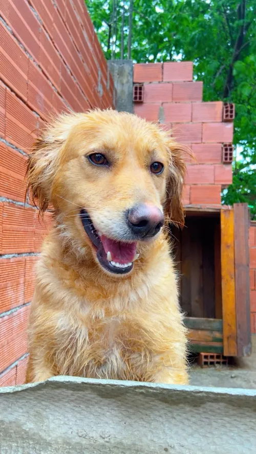 Golden retriver
