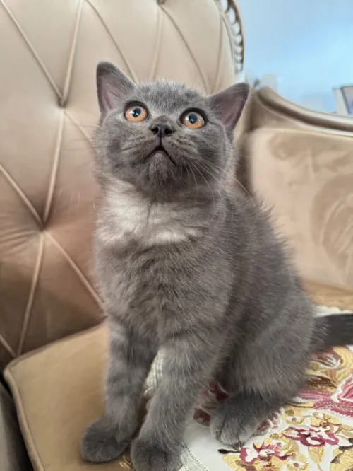 British shorthair