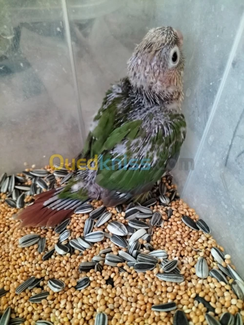 Conure ananas 