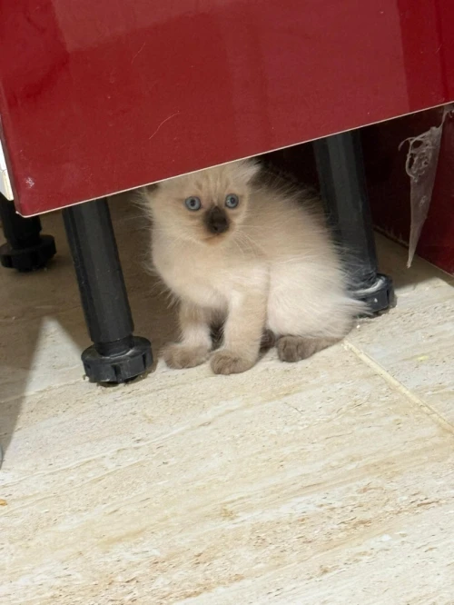Chats siamois 