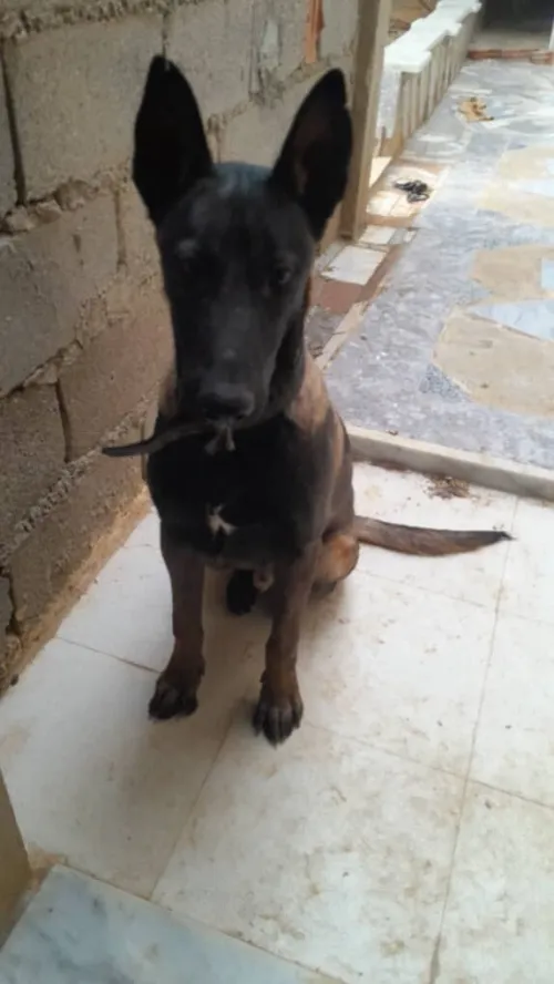 Malinoi