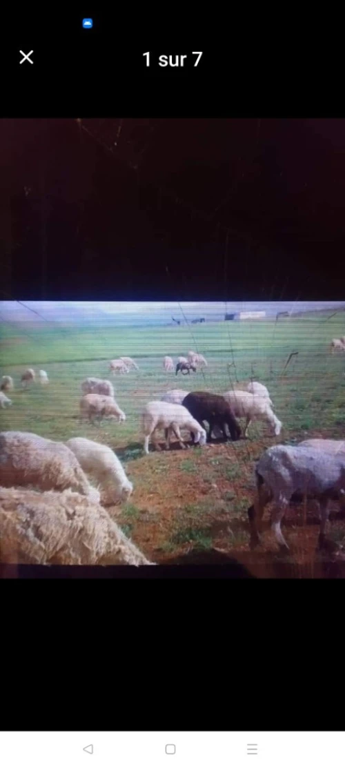 Vente Terrain Agricole Tiaret Sougueur