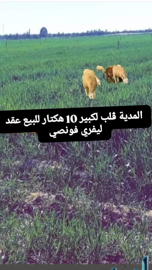 Vente Terrain Agricole Médéa El guelbelkebir
