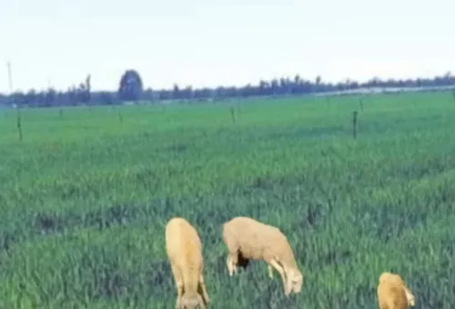 Vente Terrain Agricole Médéa El guelbelkebir