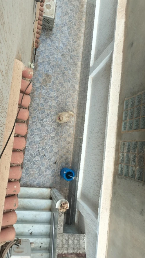 Vente Villa Alger El marsa