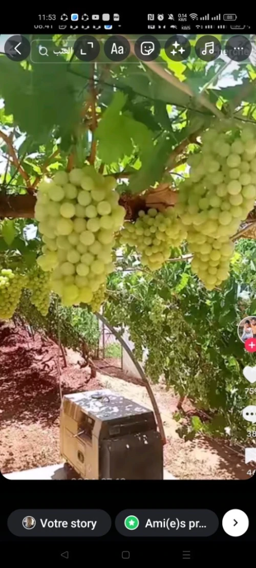 Vente Terrain Agricole Tizi Ouzou Sidi naamane