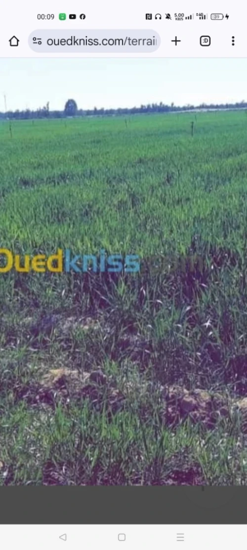 Vente Terrain Agricole Médéa El guelbelkebir
