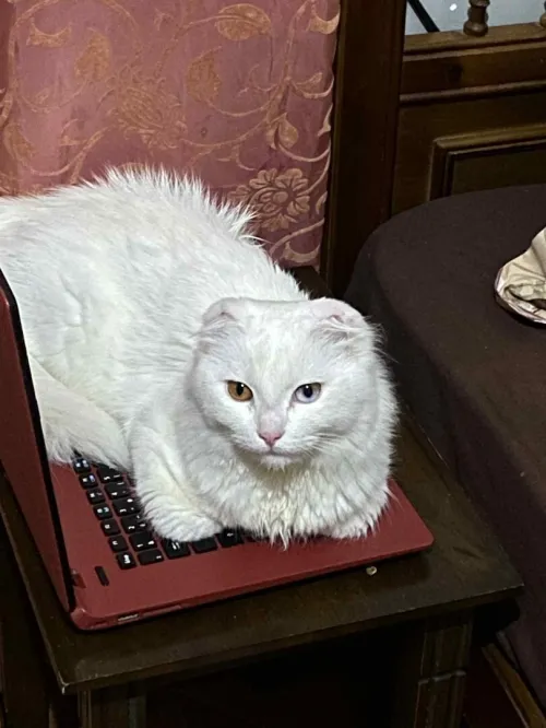 Chat persan race pure 