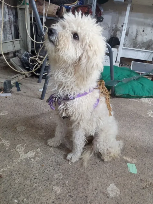 Chien caniche mâle 