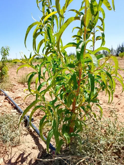 Vente Terrain Agricole Djelfa Benhar