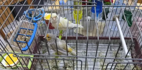 Couple canaris race