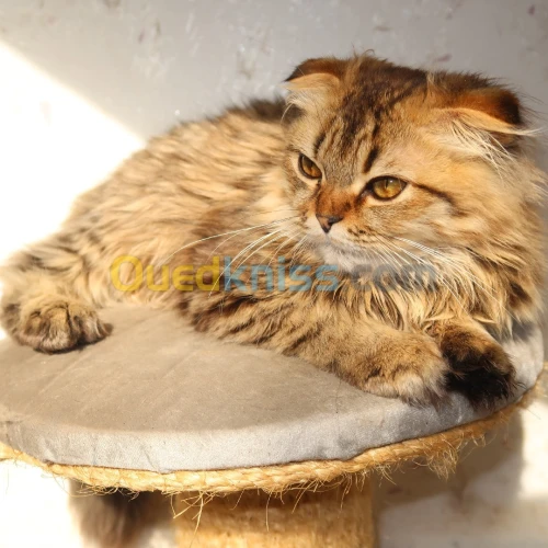 Chat scottish fold longhair