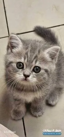 Chatons British et Scottish Fold, Golden et Fold