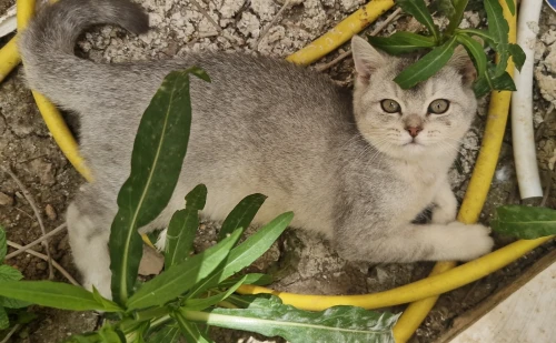 Chaton British Shorthair Silver