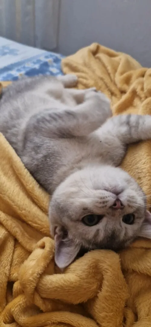 Chaton British Shorthair Silver