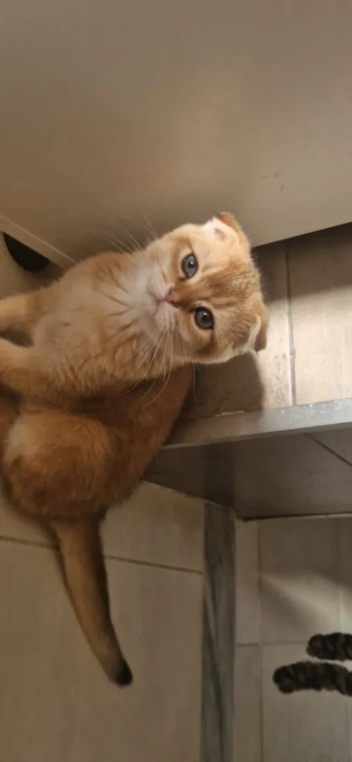 Chaton Scottish Fold Golden