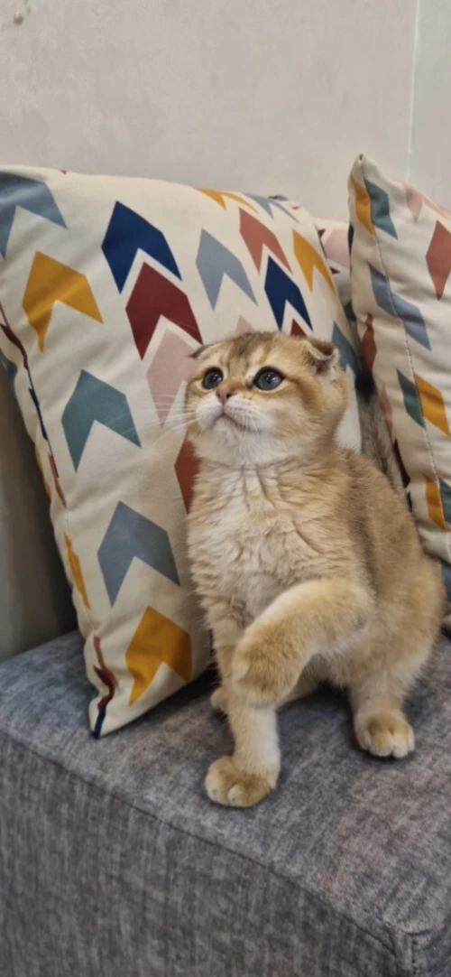 Chaton Scottish Fold Golden