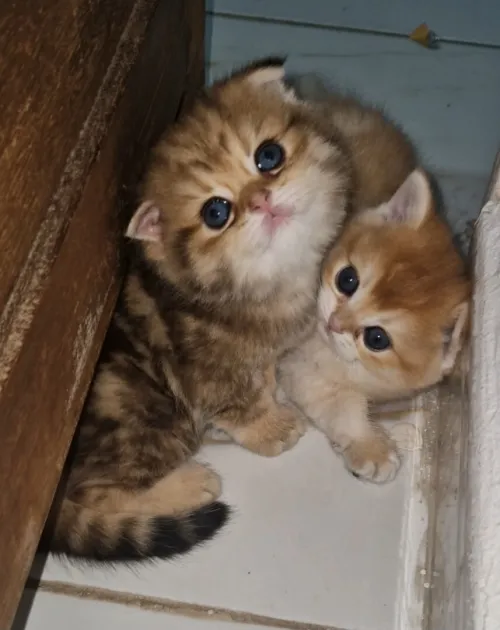 Chatons British et Scottish Fold, Golden et Fold