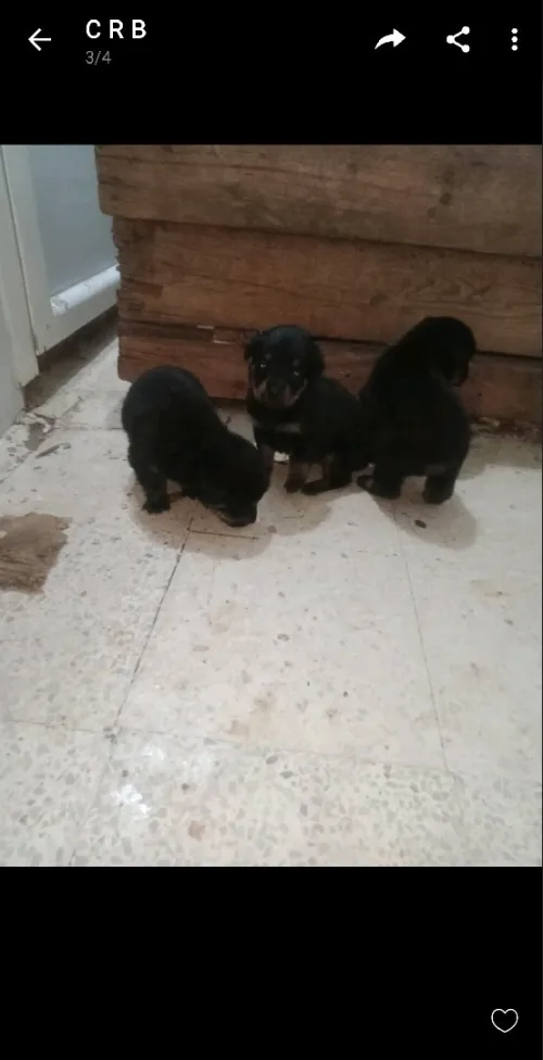 Chiots rottweiler